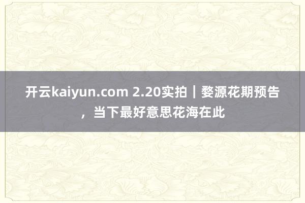 开云kaiyun.com 2.20实拍｜婺源花期预告，当下最好意思花海在此